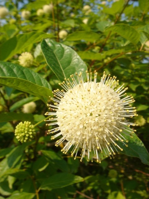 Cephalanthera occidentalis (2)